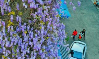 成都紫藤花墙如瀑布倾泻 成都紫藤花墙如瀑布倾泻