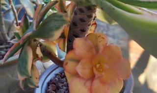 多肉质量好的文笔推荐