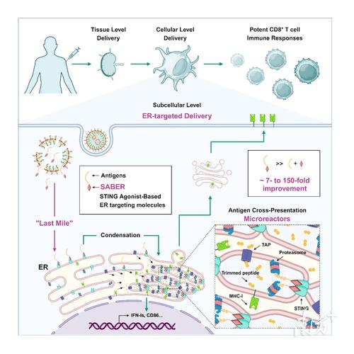 疫苗佐剂的免疫增强原理(免疫佐剂的免疫调节机制)