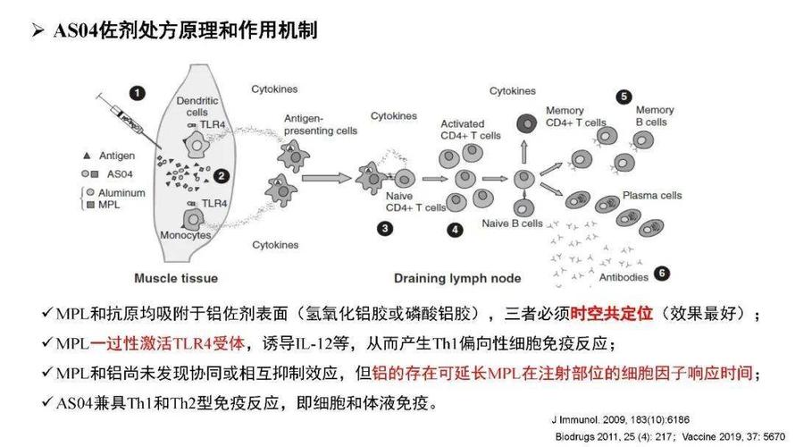 疫苗佐剂的免疫增强原理(免疫佐剂的免疫调节机制)