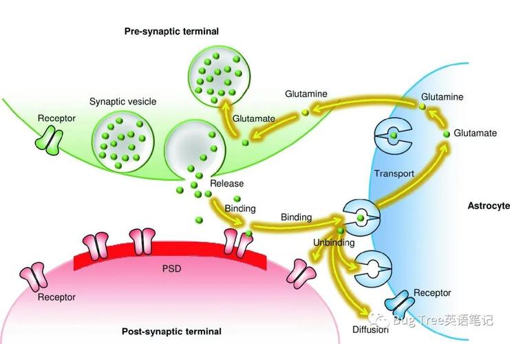 placebo效应的神经递质变化（神经递质生理效应）