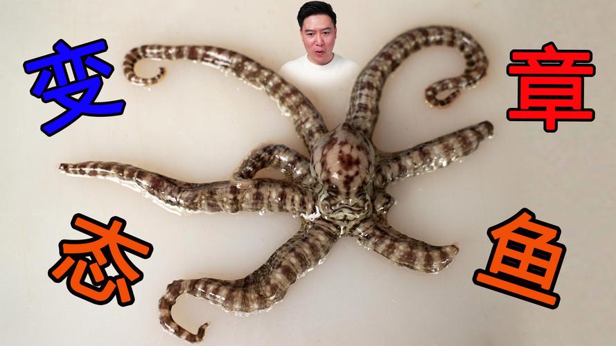 章鱼拟态皮肤的色素囊控制（拟态章鱼捕食）