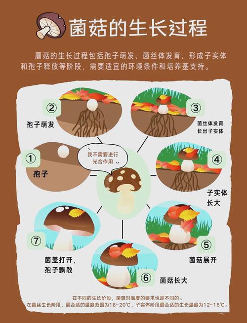 蘑菇菌丝网络的信息传递速度（蘑菇由菌丝构成）