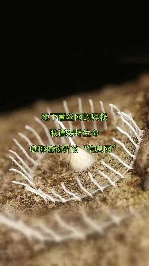 蘑菇菌丝网络的信息传递速度（蘑菇由菌丝构成）