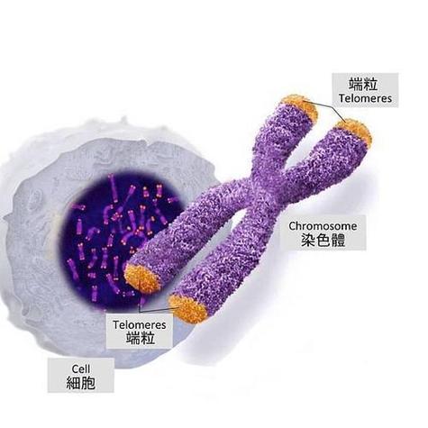 端粒长度与细胞衰老的关联系数（端粒中含有与细胞衰老有关的基因）