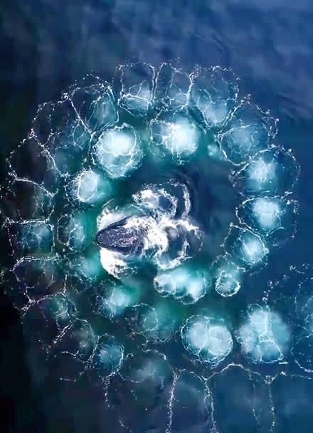 座头鲸气泡网捕猎的团队协作（座头鲸的气泡织网捕鱼）