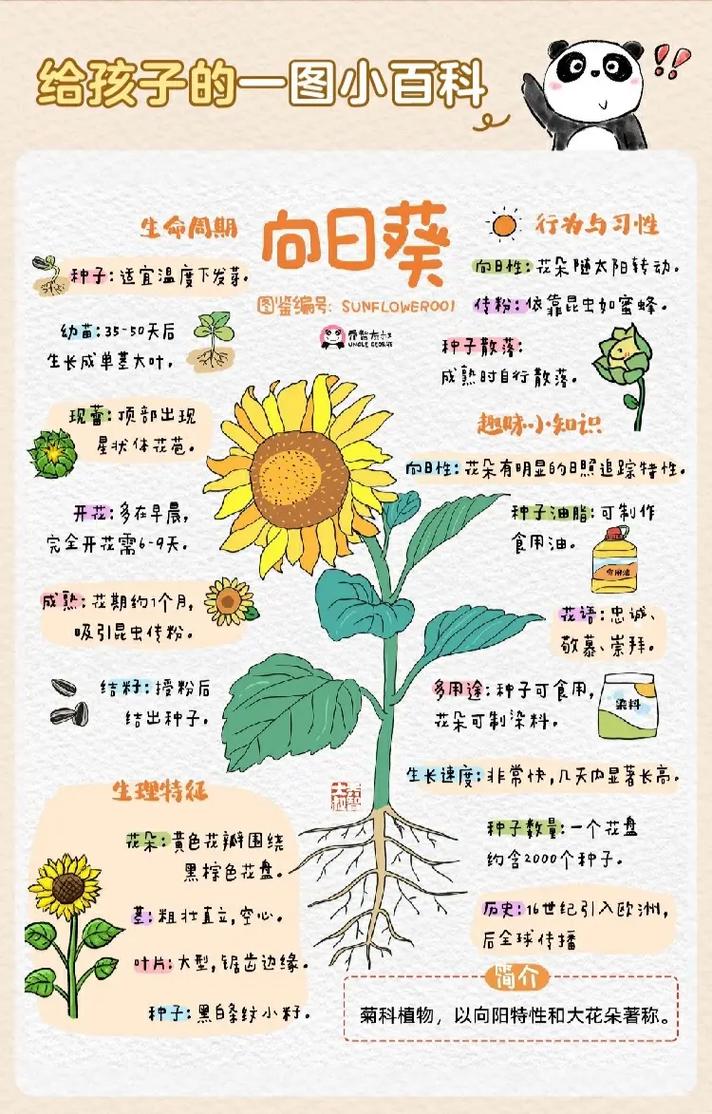 向日葵昼夜转向的生长素分布（向日葵的生长与光照什么等因素关系密切）