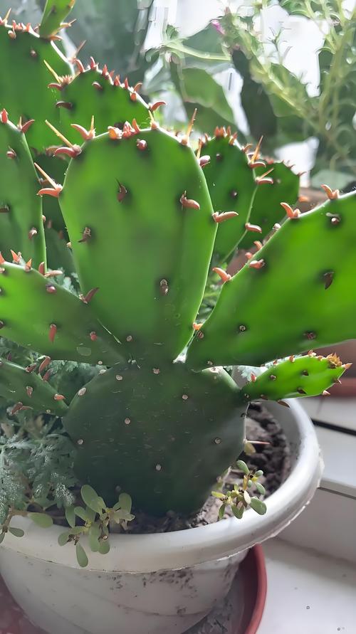 仙人针状叶的蒸腾抑制策略（仙人掌针状叶子的作用是什么）