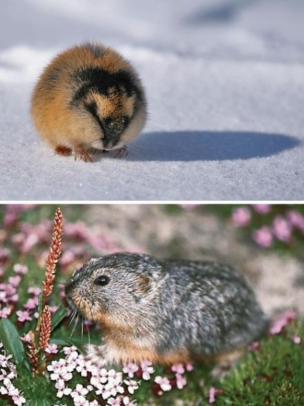 旅鼠周期性迁徙的种群调控谜团（旅鼠死亡大迁移图片）
