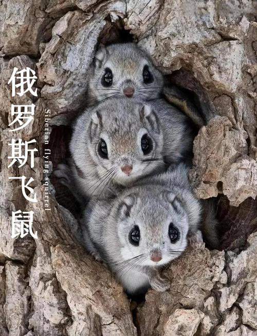 旅鼠周期性迁徙的种群调控谜团（旅鼠死亡大迁移图片）