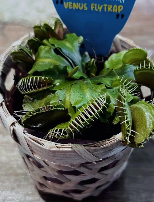 食虫植物的猎物消化酶组合(食虫植物的猎物消化酶组合有哪些)