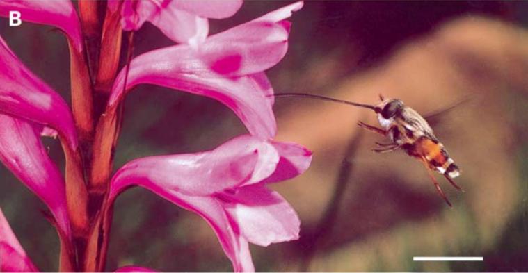 兰花拟态昆虫的传粉欺骗术（兰花昆虫授粉）