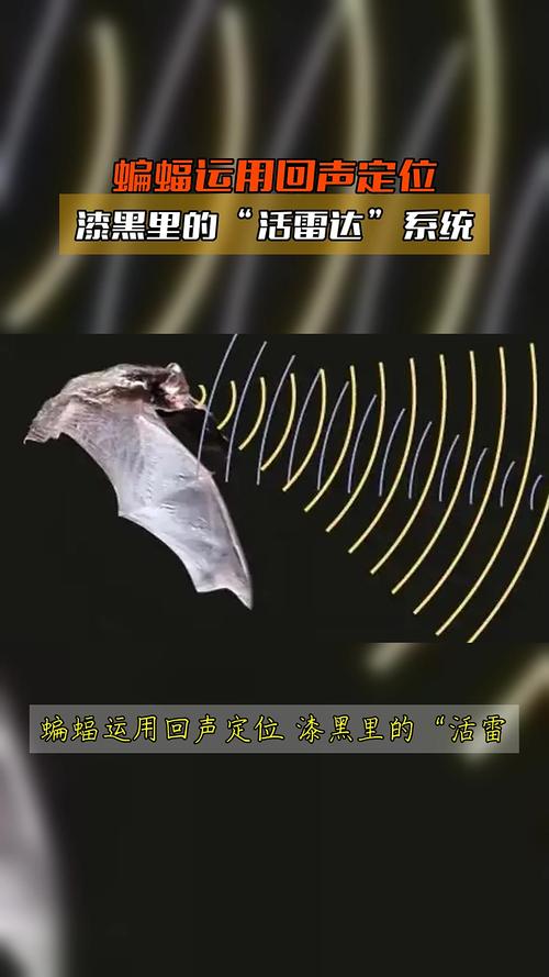 蝙蝠回声定位的波长选择策略（蝙蝠的回声定位是什么意思）