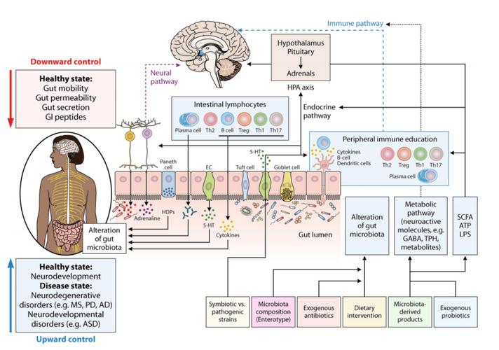 肠道菌群与情绪关联的迷走神经通路(肠道菌群与大脑神经)