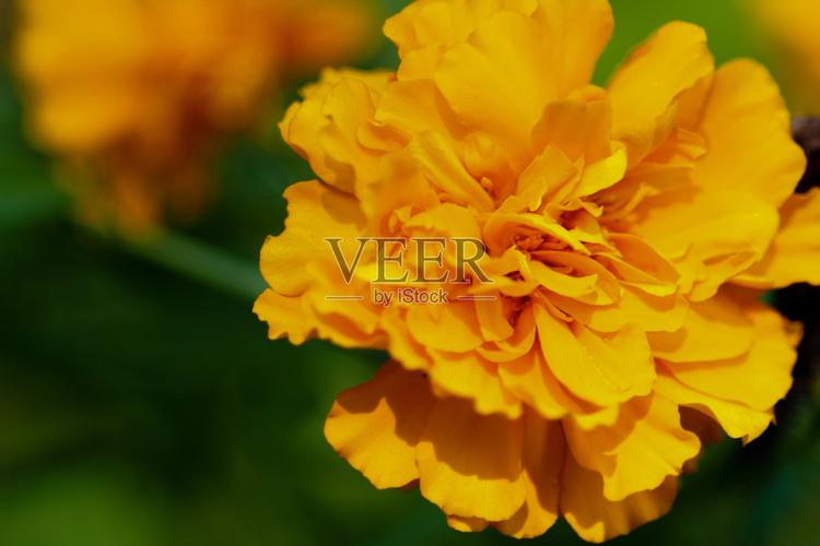 墨西哥亡灵节的万寿菊通道传说(万寿菊 墨西哥)