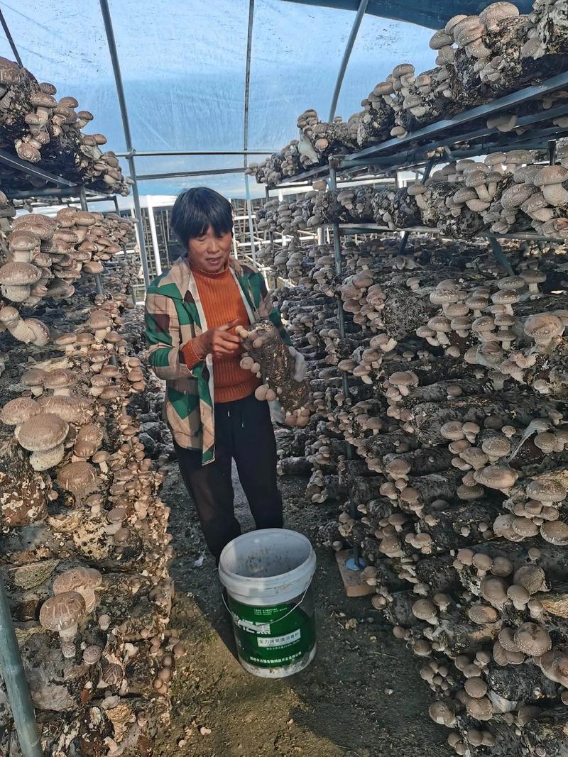 香菇大棚种植技术（香菇大棚种植技术与管理）