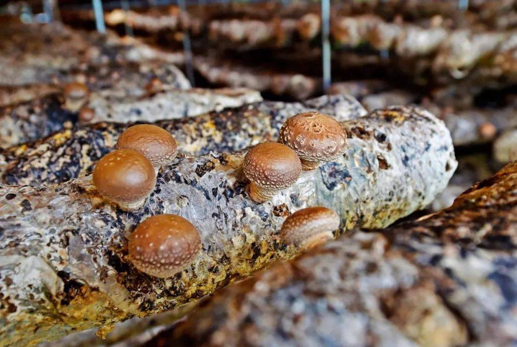 香菇大棚种植技术（香菇大棚种植技术与管理）