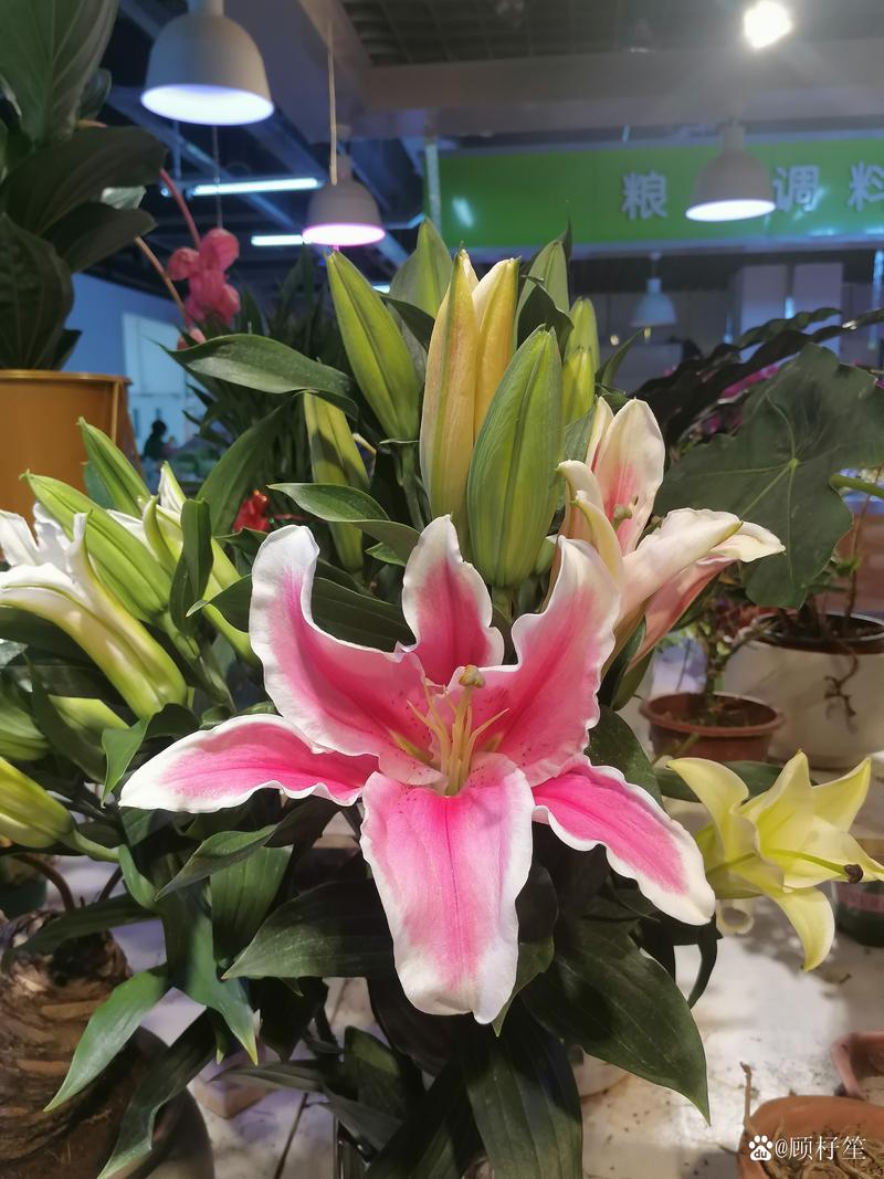 资深分析师亚德尼对“反向投资者信赖的抄底信号”转为怀疑态度