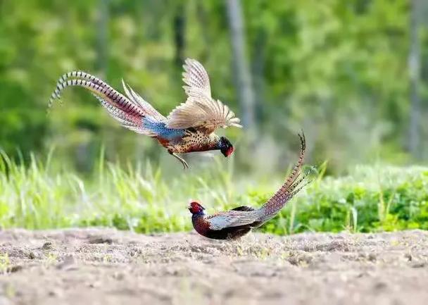 阳雀声声在呼唤歌曲（听到阳雀叫的时间讲究）