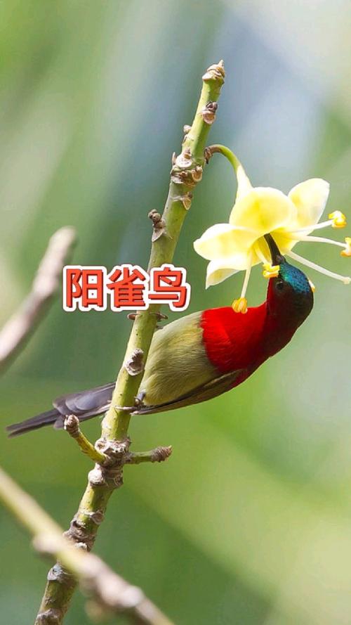 阳雀声声在呼唤歌曲（听到阳雀叫的时间讲究）