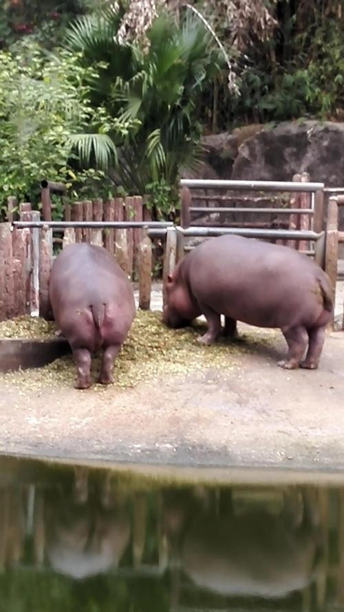 想出名的河马定价38元（河马什么品牌）