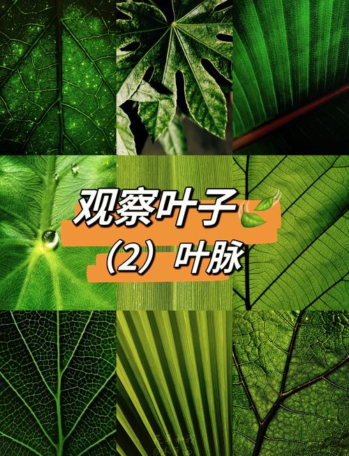 人工树叶原理视频（人造树叶原理）