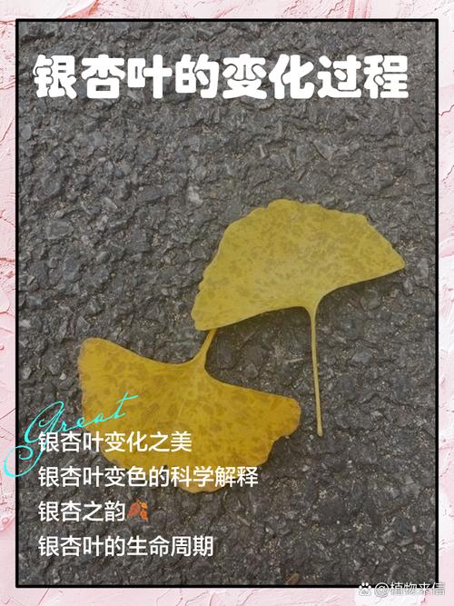 人工树叶原理视频（人造树叶原理）