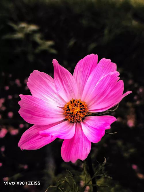 首届全国手机摄影大赛（全国手机摄影比赛）