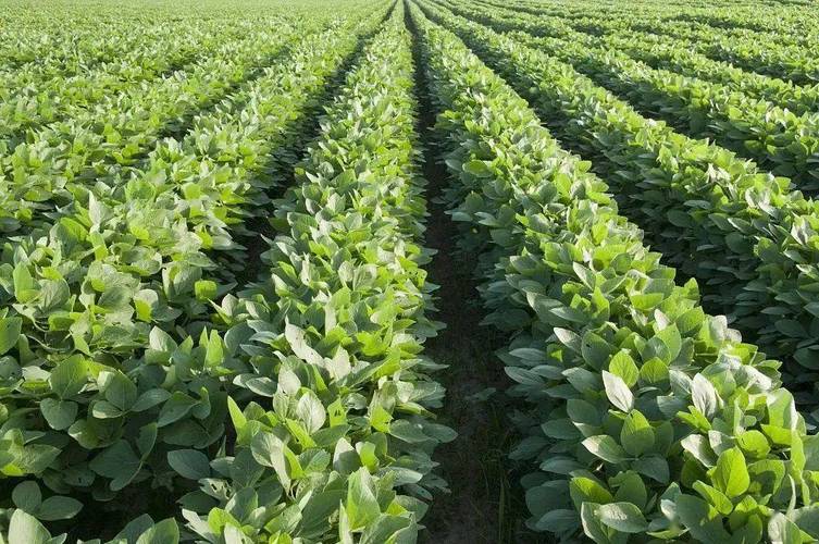 国投丰乐：公司农化产品完成了大北农公司部分转化体的扩作登记，产品为30%草甘膦制剂