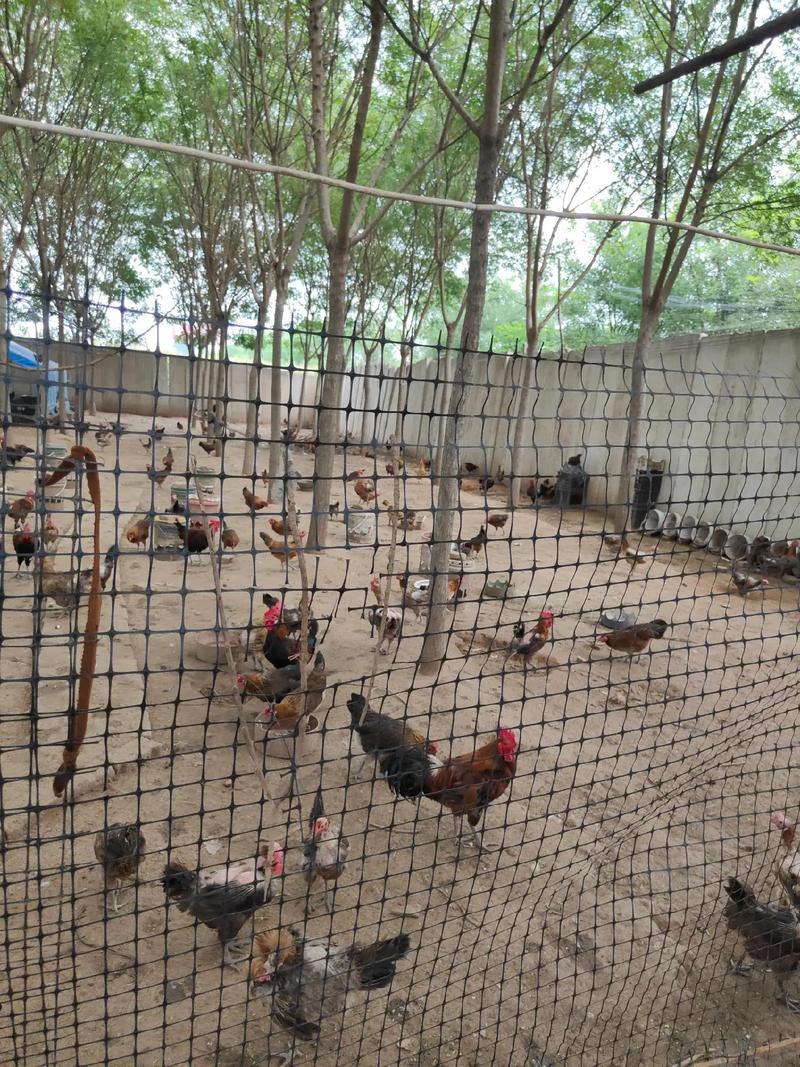 农村养殖项目大全（农村养殖项目有哪些）