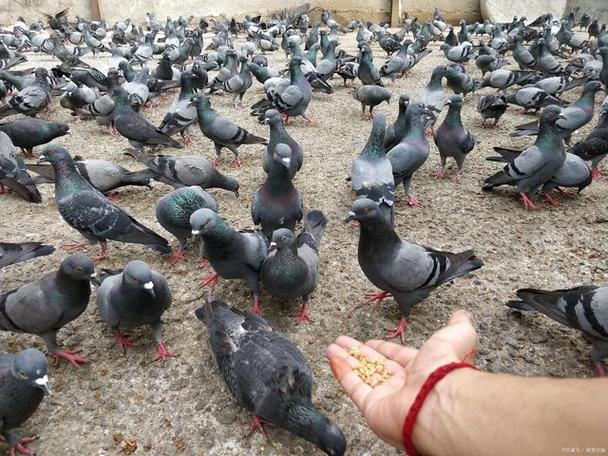 农村养殖项目加盟（养殖项目 加盟）