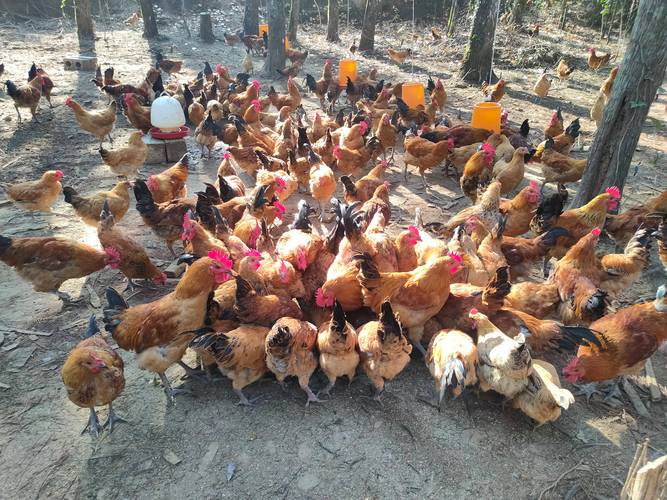 农村养殖项目(农村养殖项目有哪些)