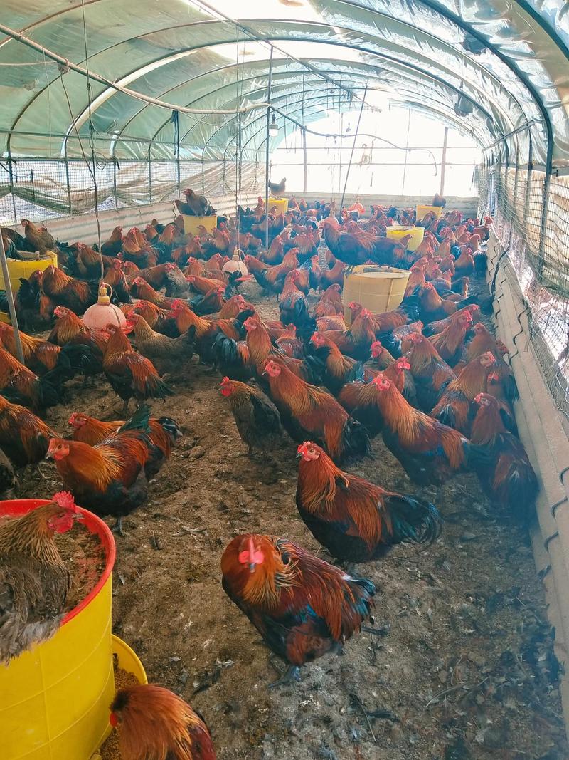 农村养殖项目(农村养殖项目有哪些)