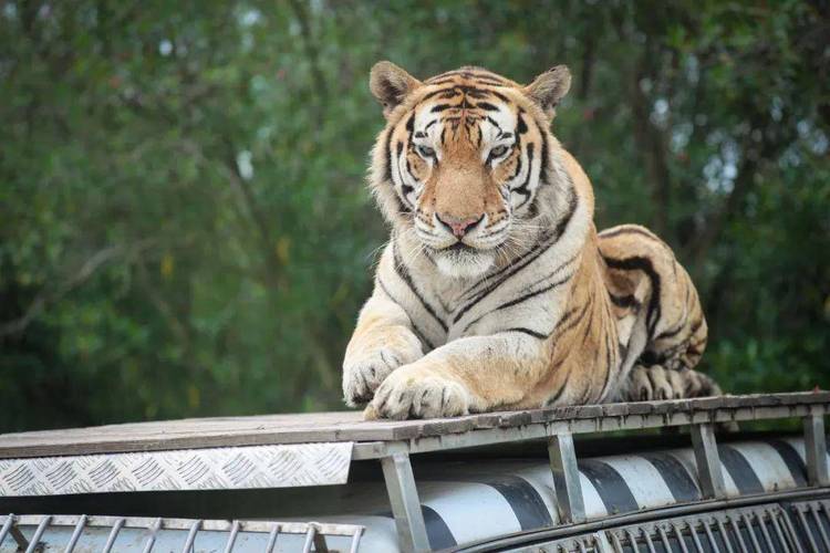 秋老虎图片高清大图（秋老虎图片 微信）